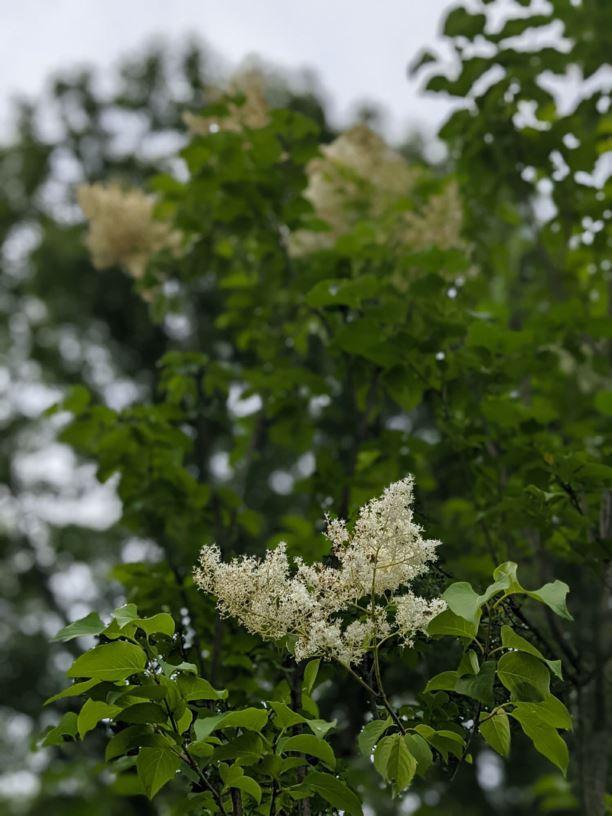 Syringa Reticulata Ivory Pillar - View 10 from www redcrocus com