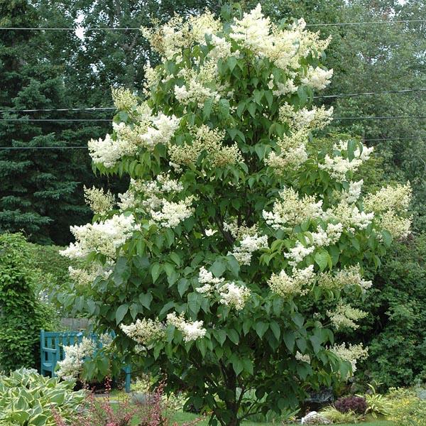 Syringa Reticulata Ivory Pillar - View 11 from www redcrocus com
