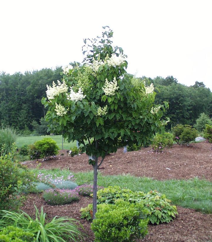 Syringa Reticulata Ivory Pillar - View 12 from www redcrocus com