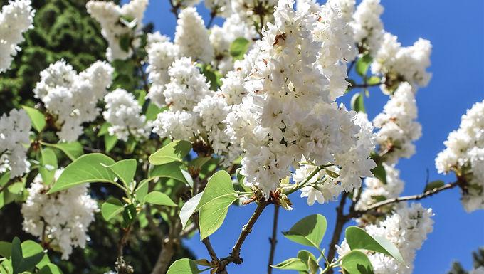 Syringa Reticulata Ivory Pillar - View 13 from www redcrocus com