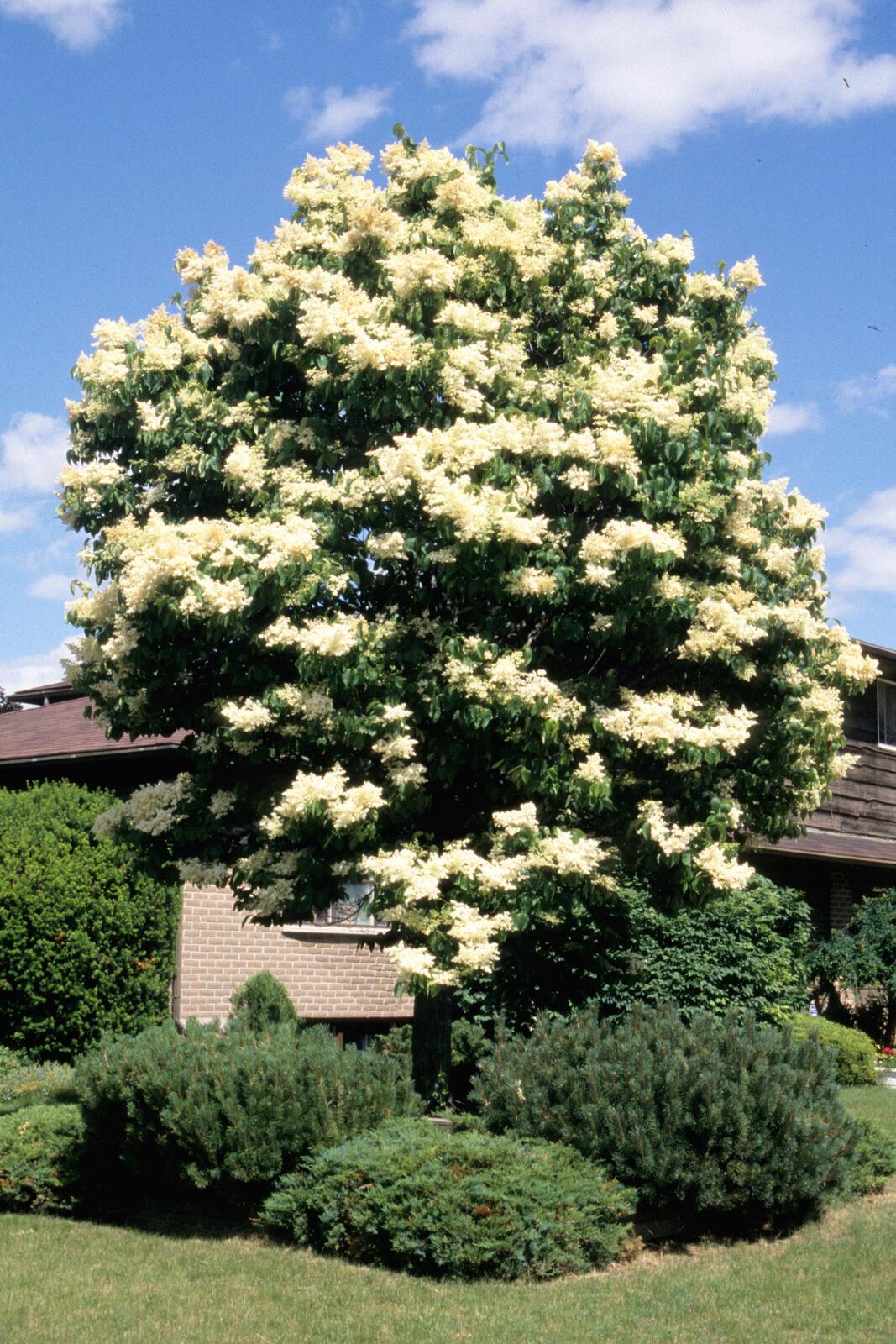 Syringa Reticulata Ivory Pillar - View 15 from www redcrocus com