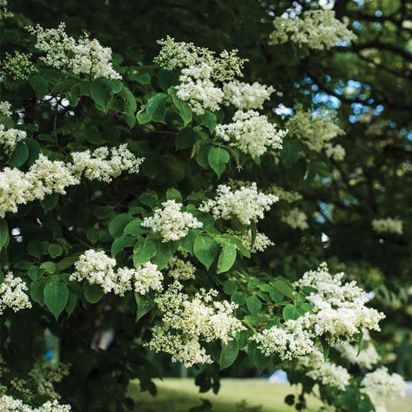 Syringa Reticulata Ivory Pillar - View 2 from www redcrocus com