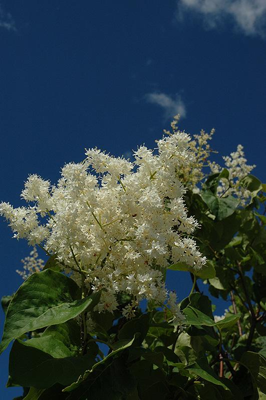 Syringa Reticulata Ivory Pillar - View 4 from www redcrocus com