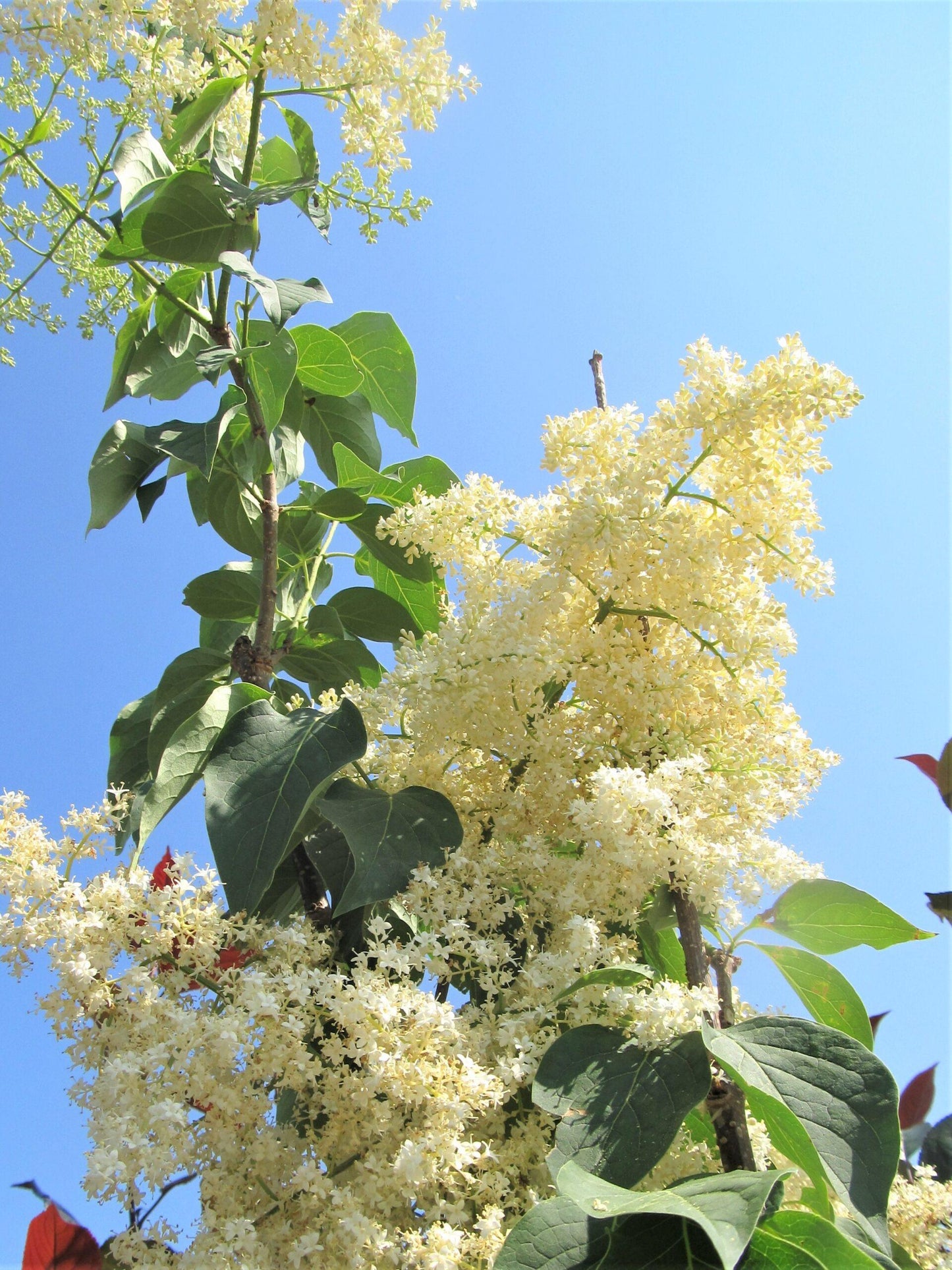 Syringa Reticulata Ivory Pillar - View 5 from www redcrocus com
