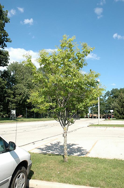 Syringa Reticulata Ivory Pillar - View 6 from www redcrocus com