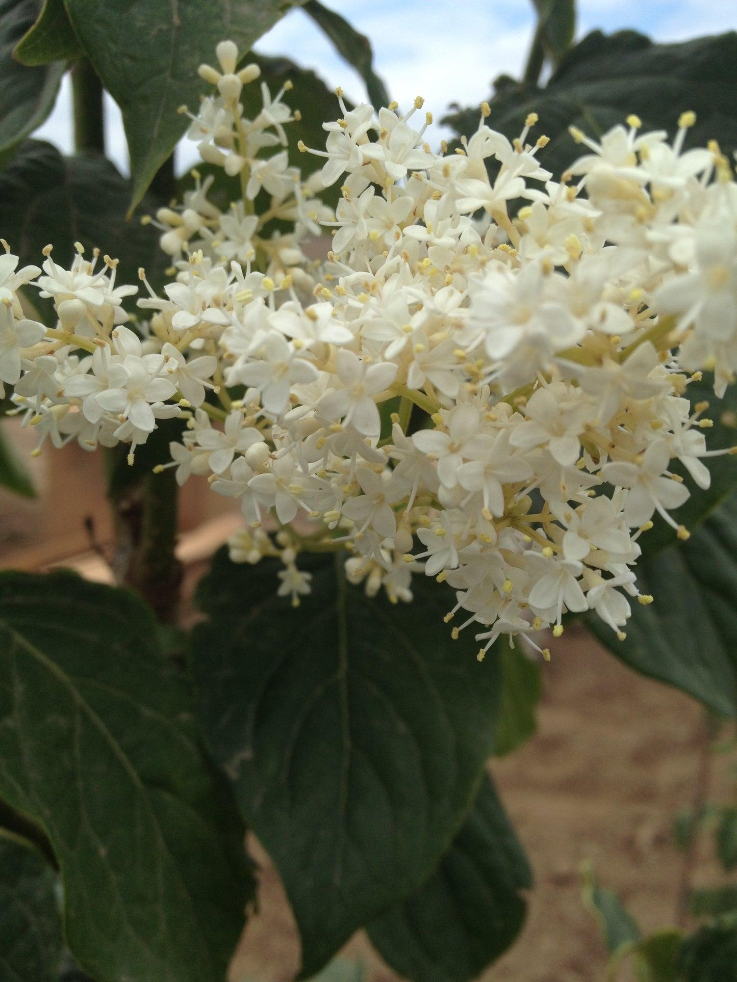 Syringa Reticulata Ivory Pillar - View 8 from www redcrocus com