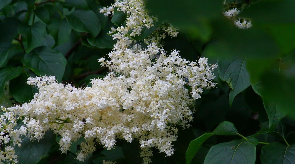 Syringa Reticulata Ivory Pillar - View 9 from www redcrocus com