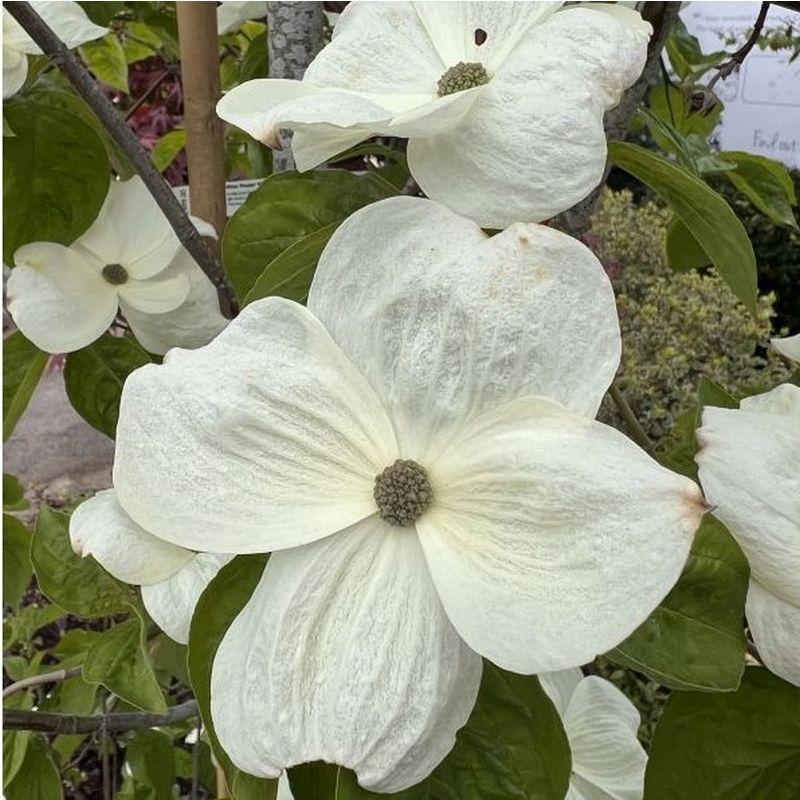 Cornus X Eddie White Wonder Single Stem - View 17 from www redcrocus com