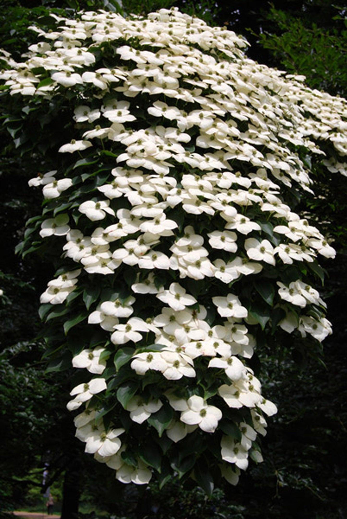 Cornus X Eddie White Wonder Single Stem - View 18 from www redcrocus com