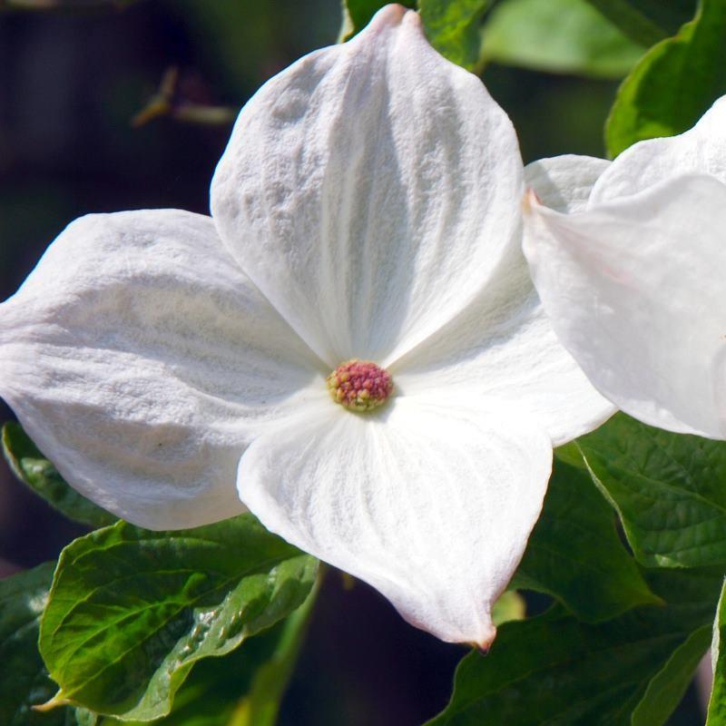 Cornus X Eddie White Wonder Single Stem - View 2 from www redcrocus com