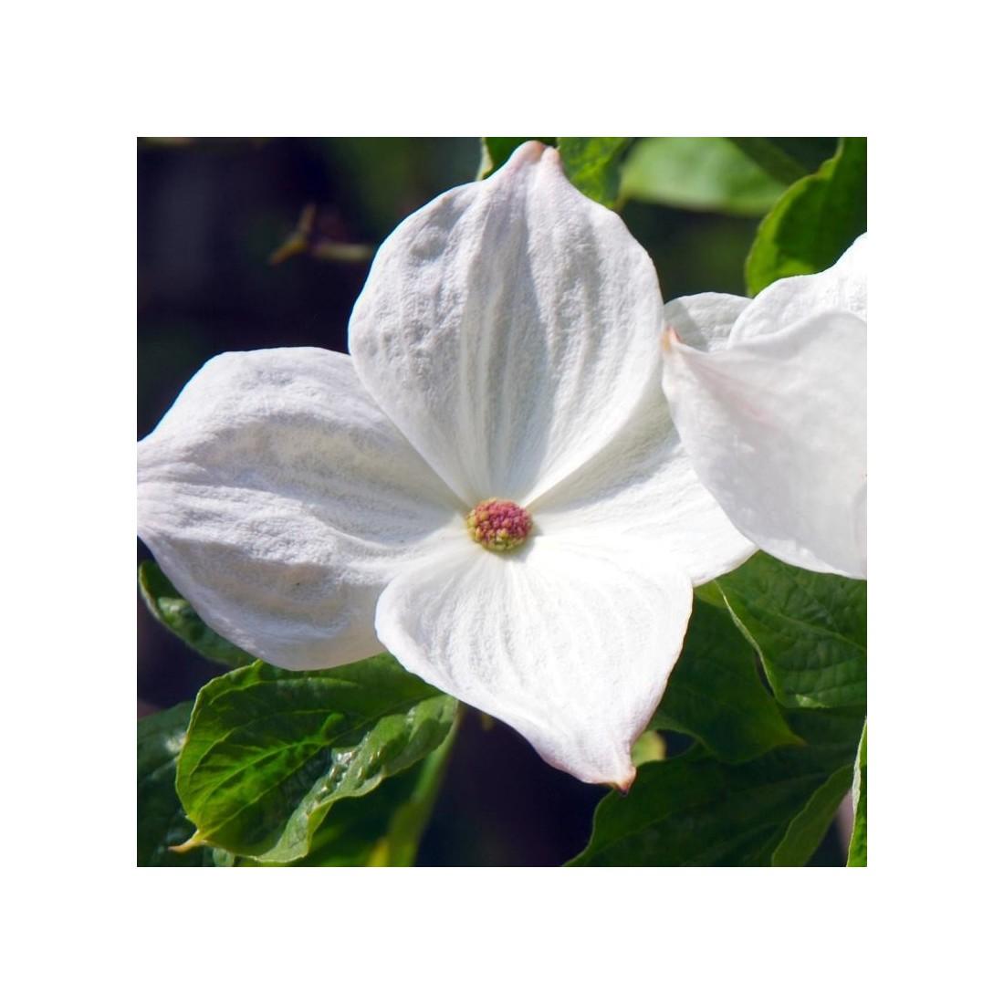 Cornus X Eddie White Wonder Single Stem - View 3 from www redcrocus com