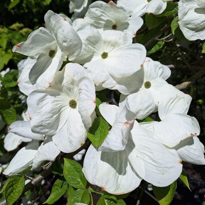 Cornus X Eddie White Wonder Single Stem - View 4 from www redcrocus com