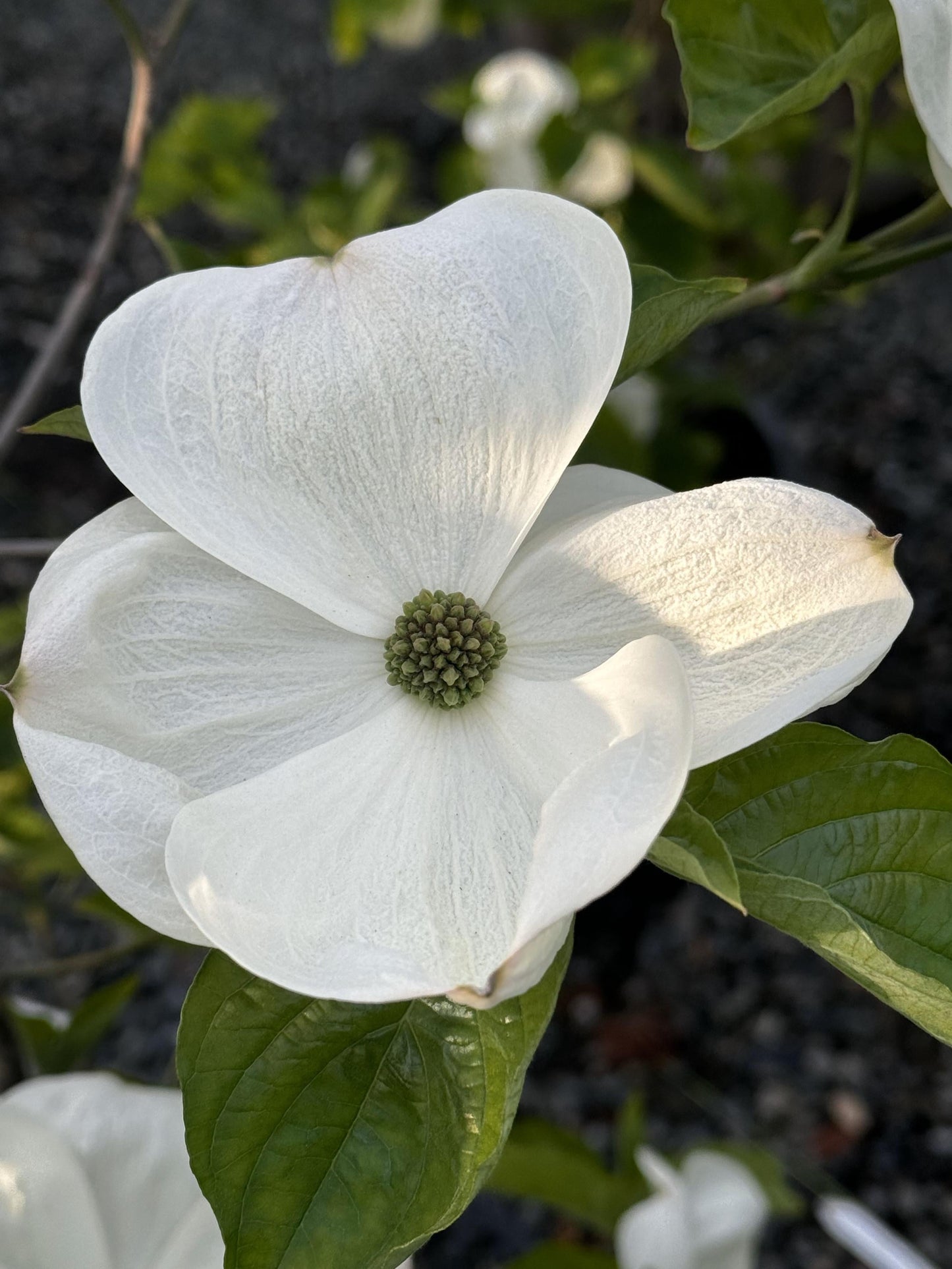 Cornus X Eddie White Wonder Single Stem - View 5 from www redcrocus com