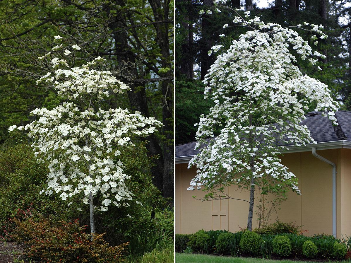 Cornus X Eddie White Wonder Single Stem - View 9 from www redcrocus com