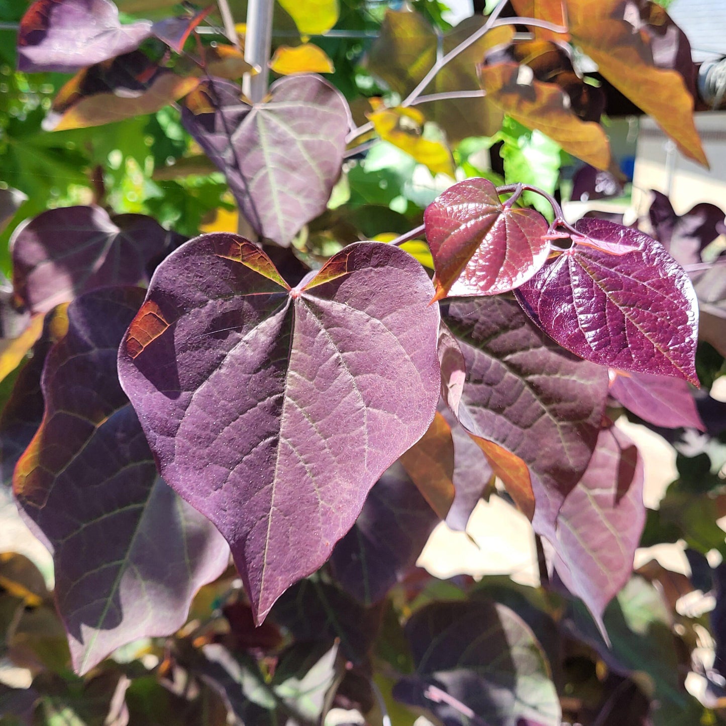 Cercis Canadensis 'black Pearl' Single Stem - View 9 from www redcrocus com