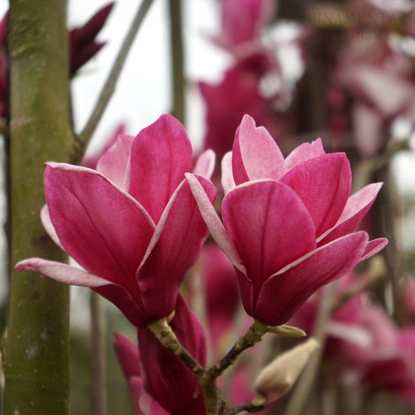 Magnolia 'shirazz' Single Stem - View 5 from www redcrocus com