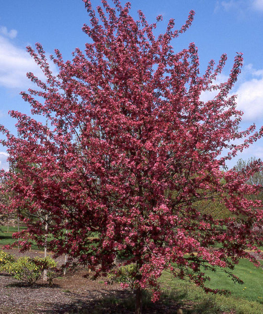 Malus 'purple Prince' - View 10 from www redcrocus com