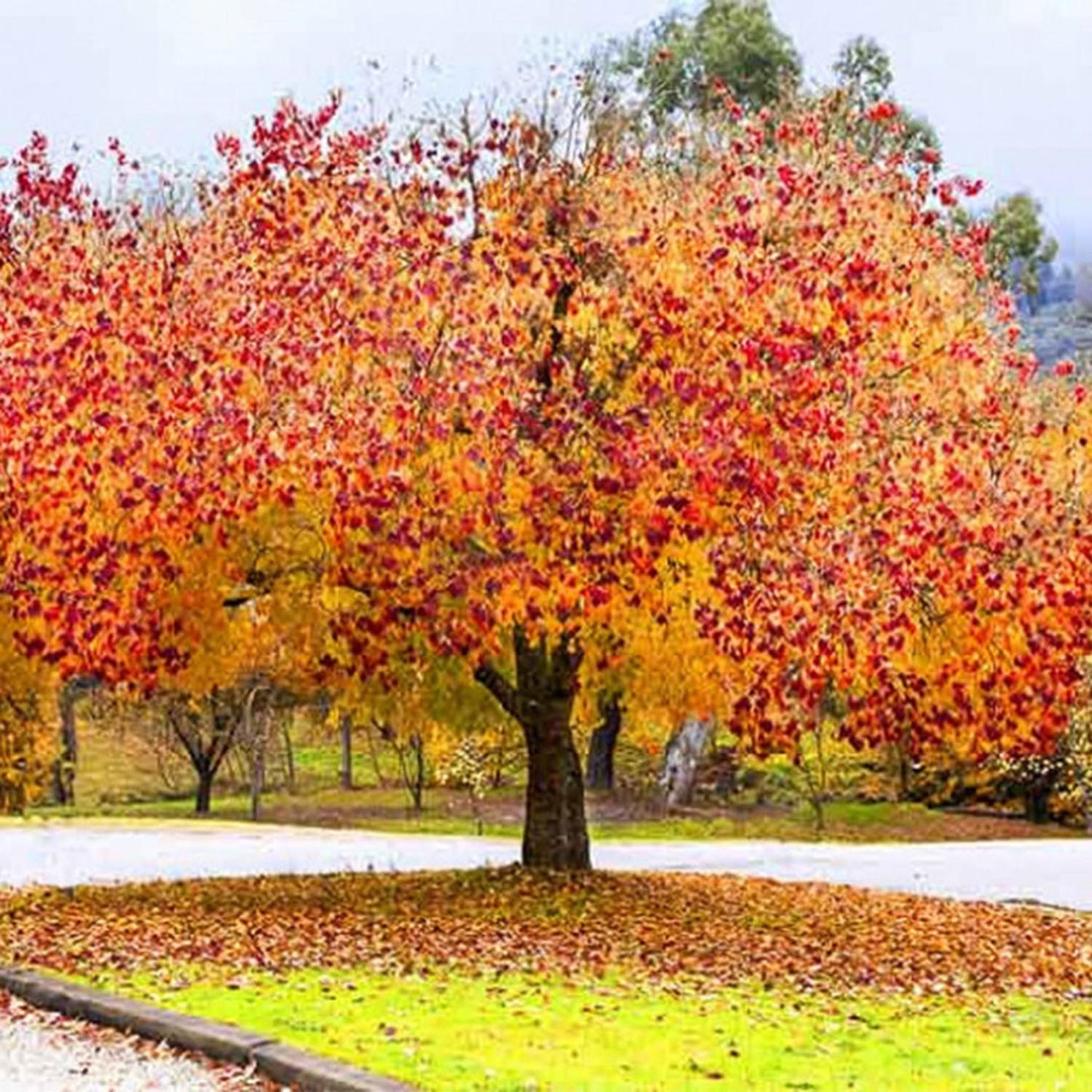 Cercis Canadensis 'forest Pansy' Single Stem - View 11 from www redcrocus com