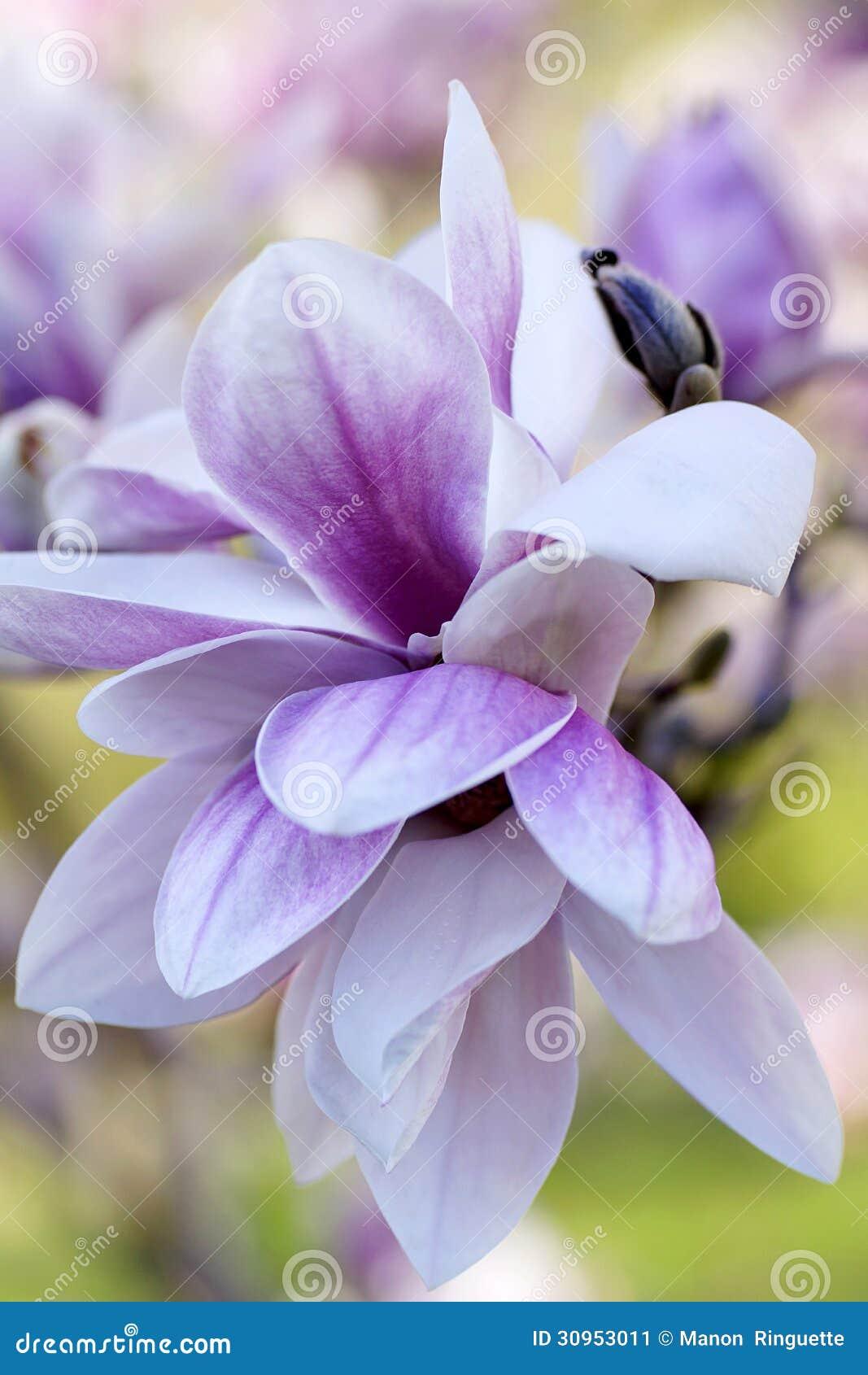 Magnolia Soulangeana Multi Stem - View 13 from www redcrocus com
