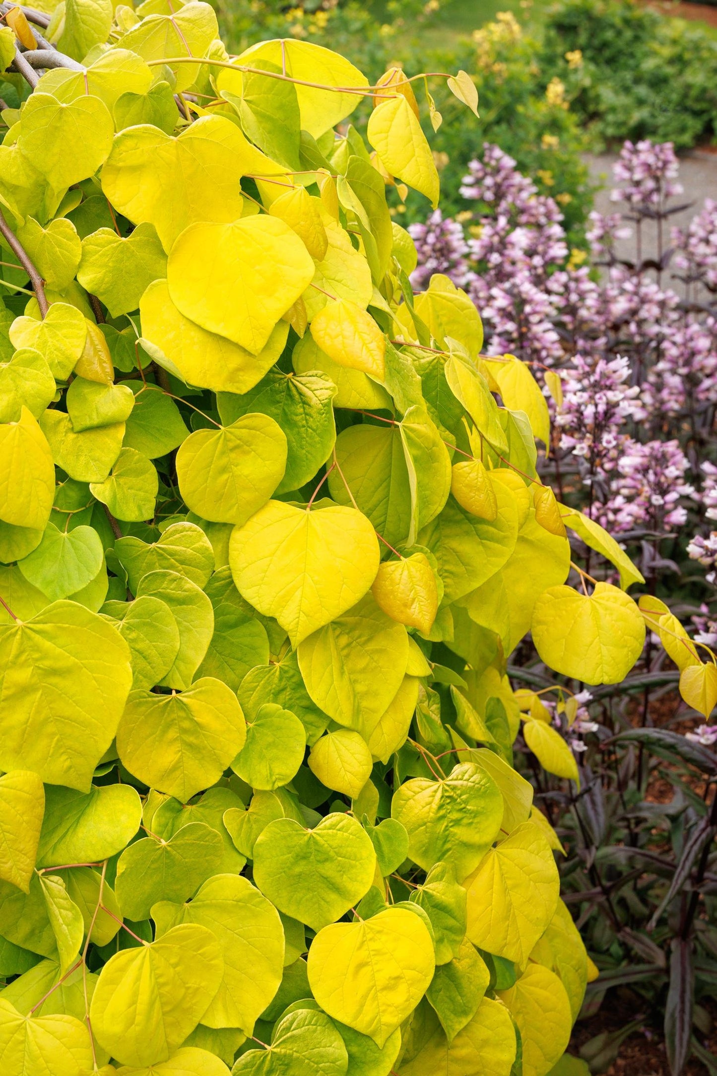 Cercis Canadensis Golden Falls Single Stem - View 10 from www redcrocus com