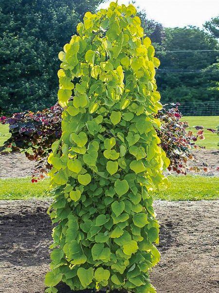 Cercis Canadensis Golden Falls Single Stem - View 11 from www redcrocus com