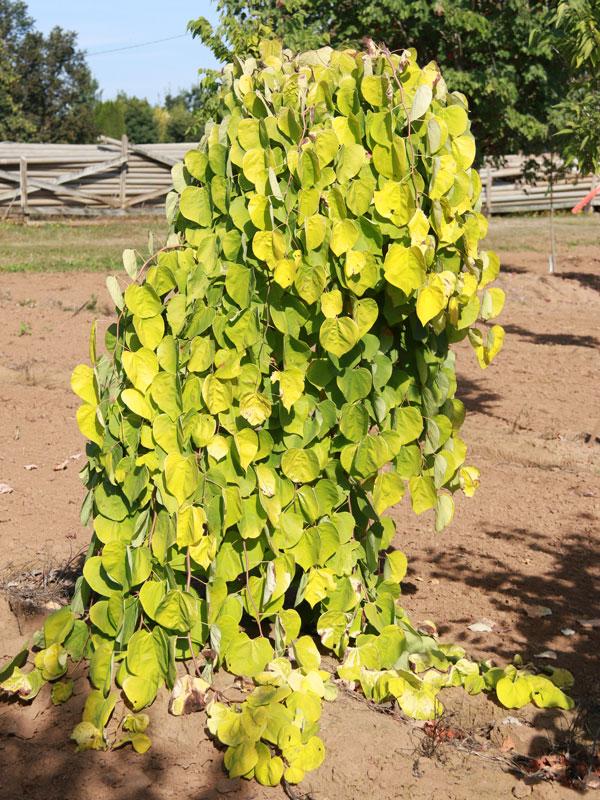 Cercis Canadensis Golden Falls Single Stem - View 13 from www redcrocus com