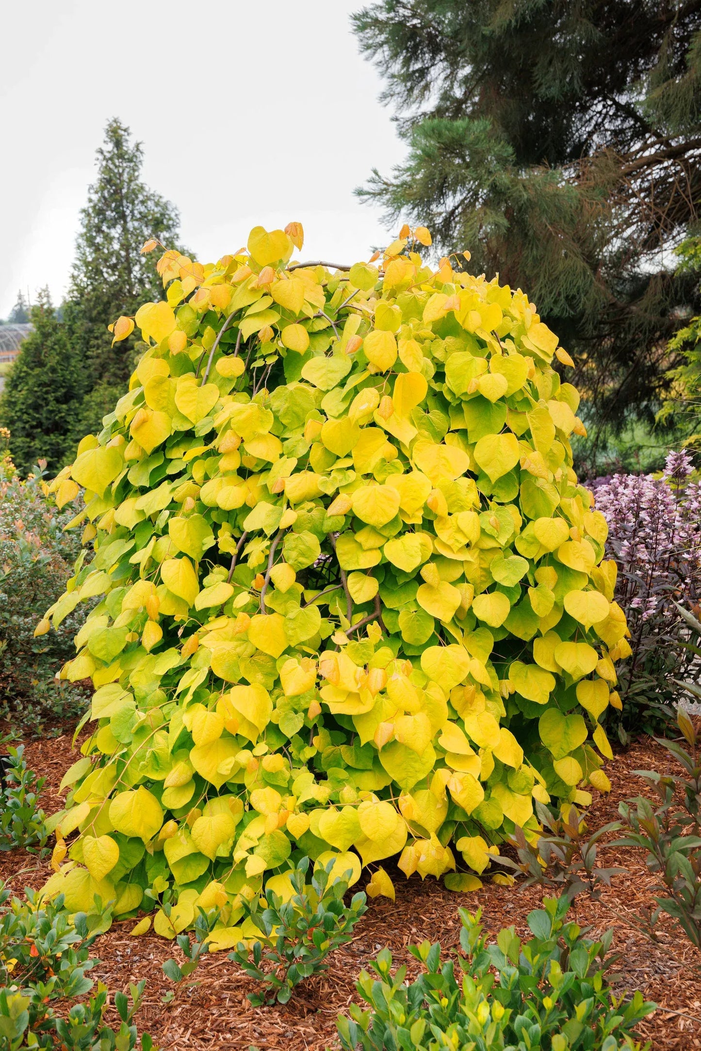 Cercis Canadensis Golden Falls Single Stem - View 15 from www redcrocus com