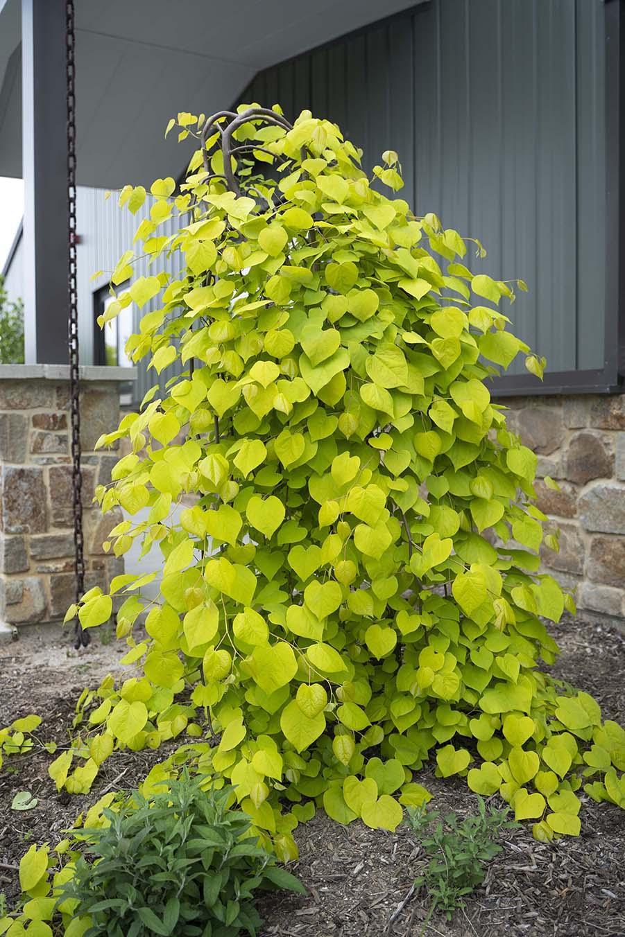 Cercis Canadensis Golden Falls Single Stem - View 16 from www redcrocus com