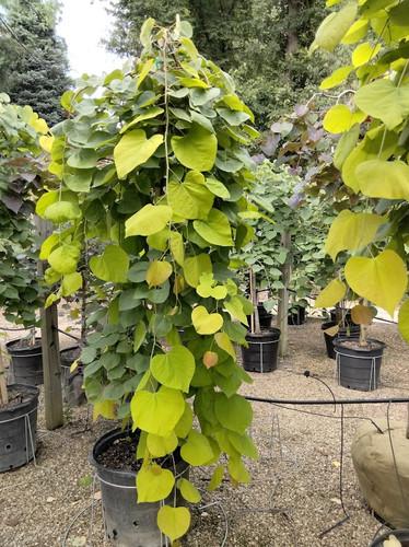 Cercis Canadensis Golden Falls Single Stem - View 18 from www redcrocus com