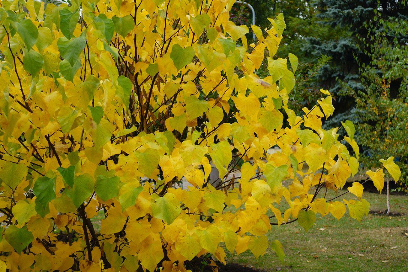 Cercis Canadensis Golden Falls Single Stem - View 19 from www redcrocus com