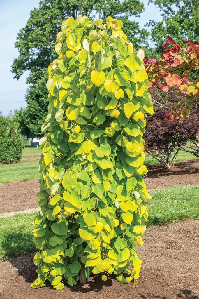 Cercis Canadensis Golden Falls Single Stem - View 2 from www redcrocus com