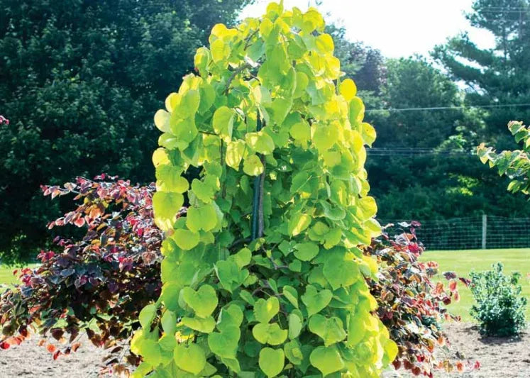 Cercis Canadensis Golden Falls Single Stem - View 3 from www redcrocus com