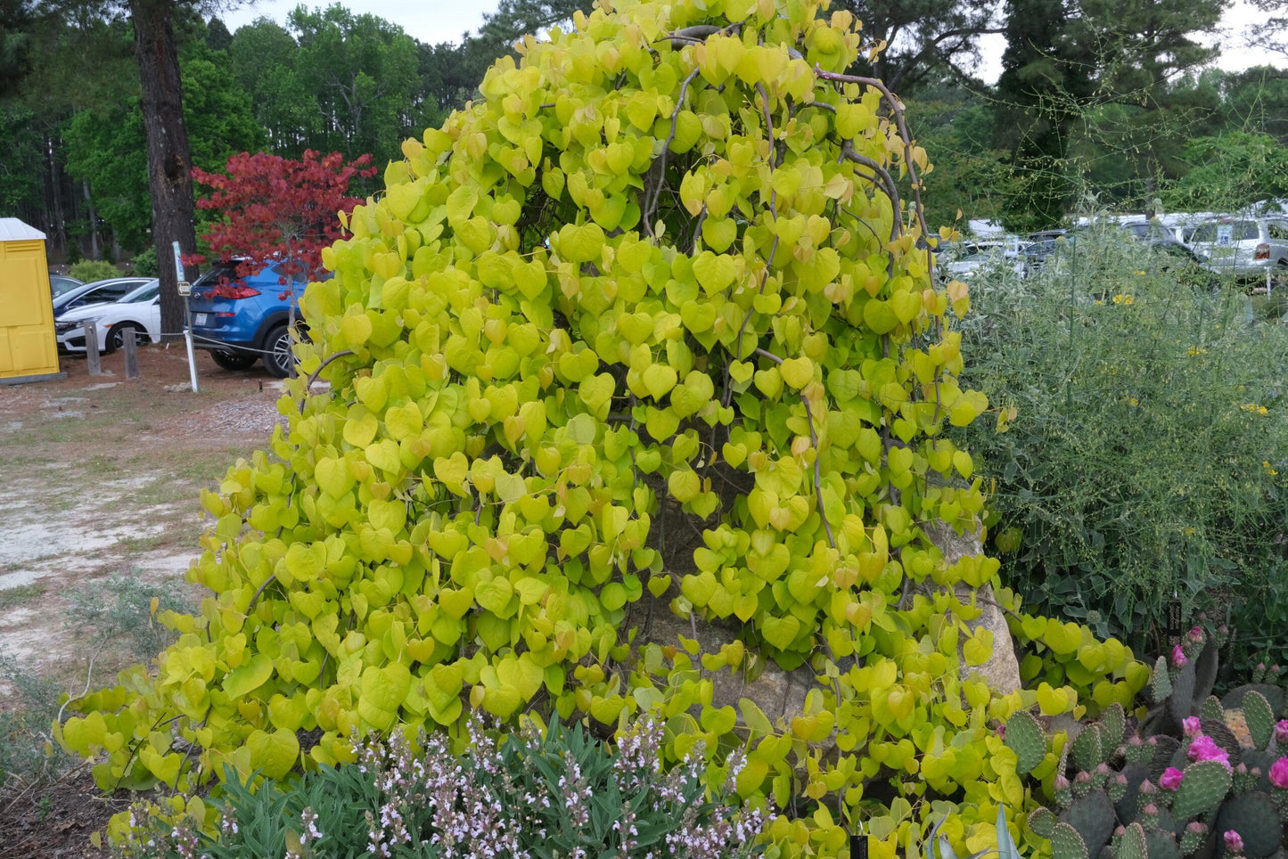 Cercis Canadensis Golden Falls Single Stem - View 4 from www redcrocus com