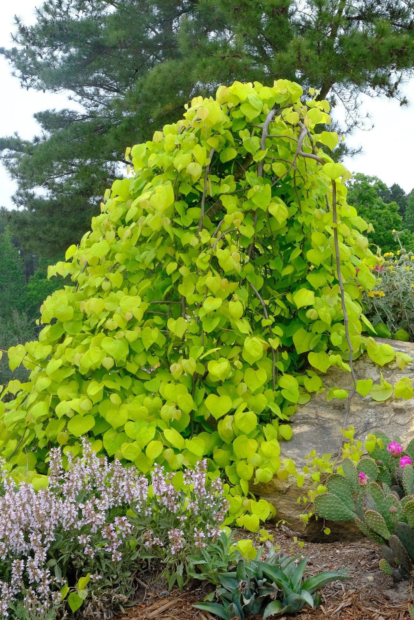 Cercis Canadensis Golden Falls Single Stem - View 5 from www redcrocus com