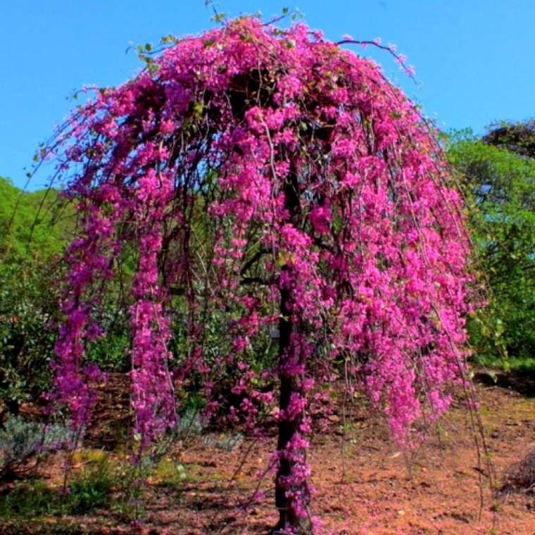 Cercis Canadensis Golden Falls Single Stem - View 6 from www redcrocus com
