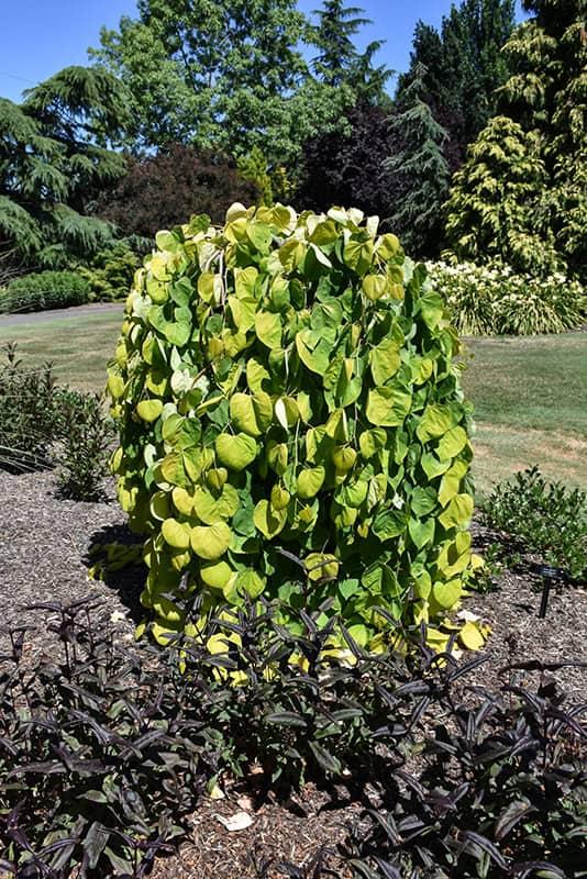 Cercis Canadensis Golden Falls Single Stem - View 7 from www redcrocus com