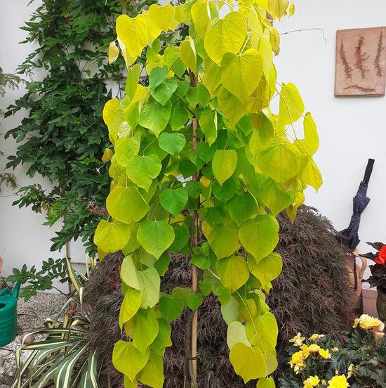 Cercis Canadensis Golden Falls Single Stem - View 8 from www redcrocus com