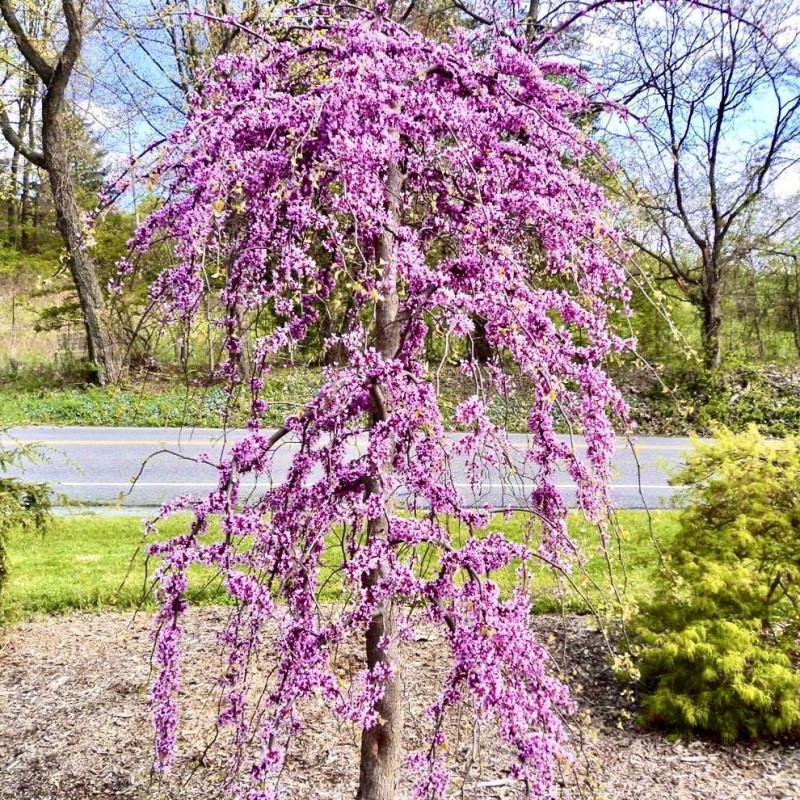 Cercis Canadensis Golden Falls Single Stem - View 9 from www redcrocus com