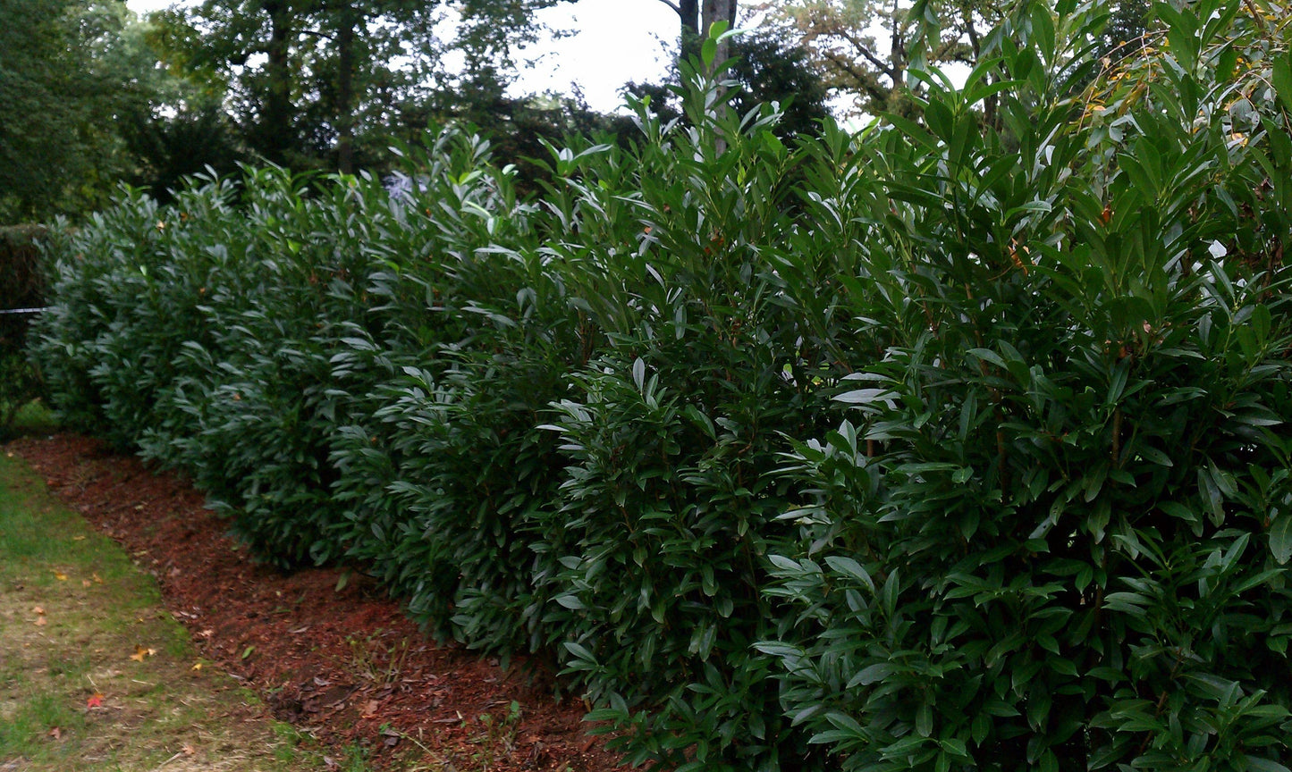 Prunus Laurocerasus Skinny Skip - View 10 from www redcrocus com
