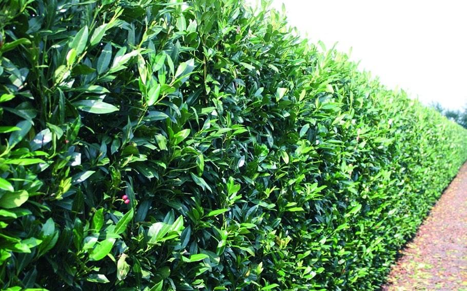 Prunus Laurocerasus Skinny Skip - View 12 from www redcrocus com