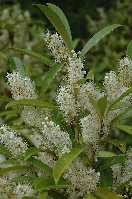 Prunus Laurocerasus Skinny Skip - View 13 from www redcrocus com