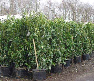 Prunus Laurocerasus Skinny Skip - View 14 from www redcrocus com