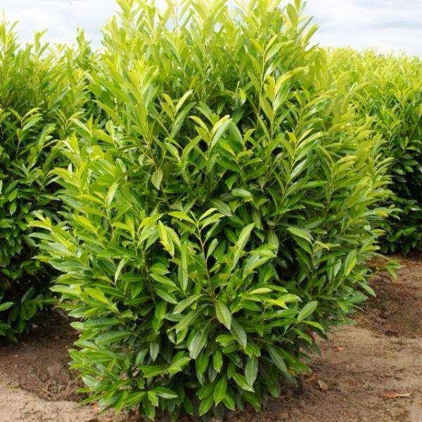 Prunus Laurocerasus Skinny Skip - View 15 from www redcrocus com