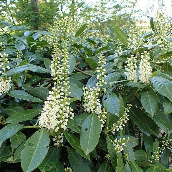 Prunus Laurocerasus Skinny Skip - View 16 from www redcrocus com