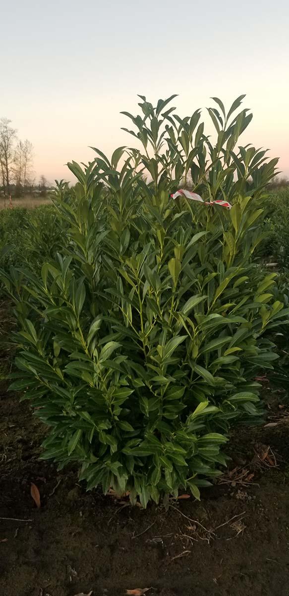 Prunus Laurocerasus Skinny Skip - View 4 from www redcrocus com