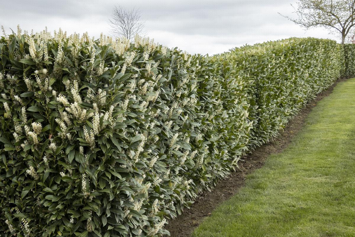 Prunus Laurocerasus Skinny Skip - View 7 from www redcrocus com