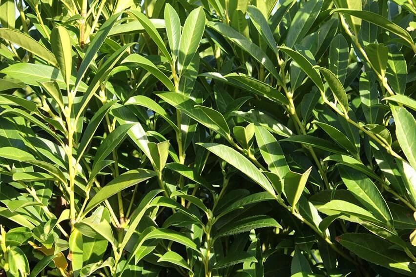 Prunus Laurocerasus Skinny Skip - View 8 from www redcrocus com