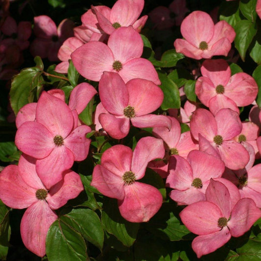 Cornus Kousa Satomi - View 10 from www redcrocus com