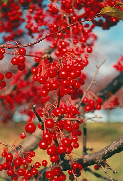 Malus Red Jewel - View 12 from www redcrocus com