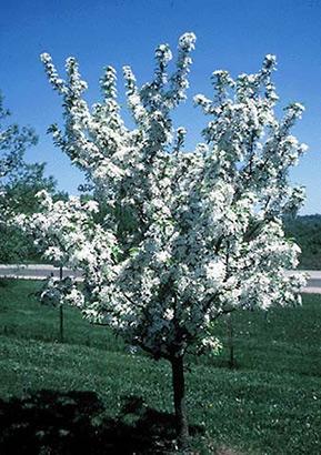 Malus Red Jewel - View 18 from www redcrocus com